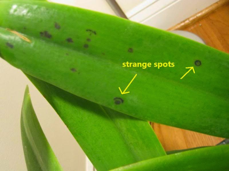 Những chấm nhỏ màu đen hoặc vàng trên lá cho thấy dấu hiệu của nấm bệnh trên lan