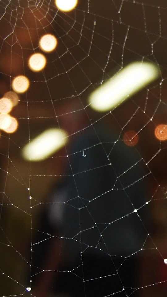 Spider Web Close Up Bokeh Lights  Android Best Wallpaper