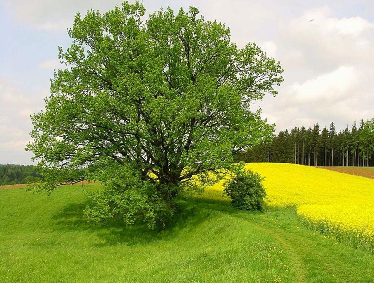 Green Tree Wallpaper ~ WallpaperYork | Brows your wallpaper here | Best