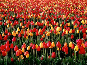 plantacion-de-tulipanes-de-color-rojo-y-amarillo