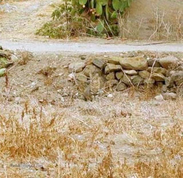 найди кота. найди кошку. найди кота ответь. кошка надя. игра найди кота.