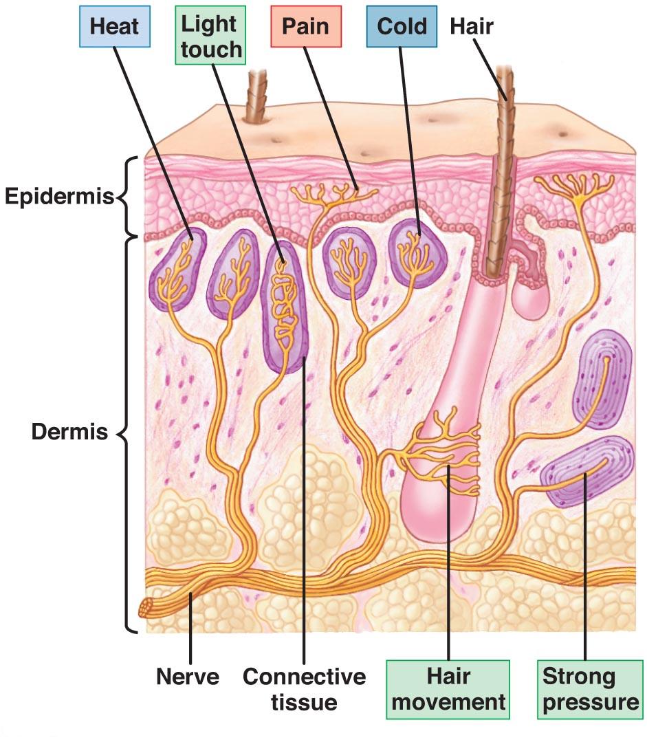 Science Inspiration: Touch and Pain