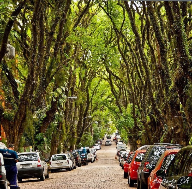 Over 100 trees have been planted along this street. Now, people are so fond of the trees that groups are working to preserve this street’s natural beauty.