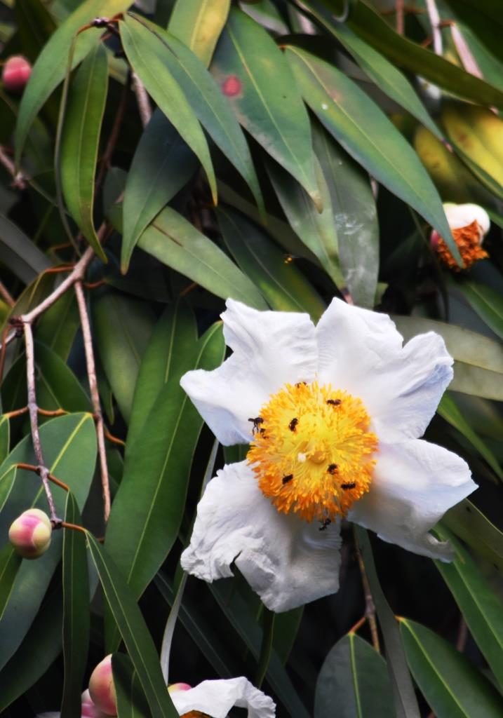 Kumbuk Pokuna Lodge Namal Flowers of the Na Tree, Sri Lanka's National Tree Mesua ferrea