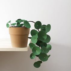 money plant