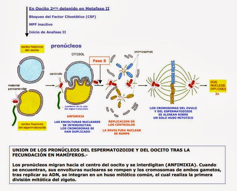 Practicas Embriología Equipo 2: Implantación del embrión humano.