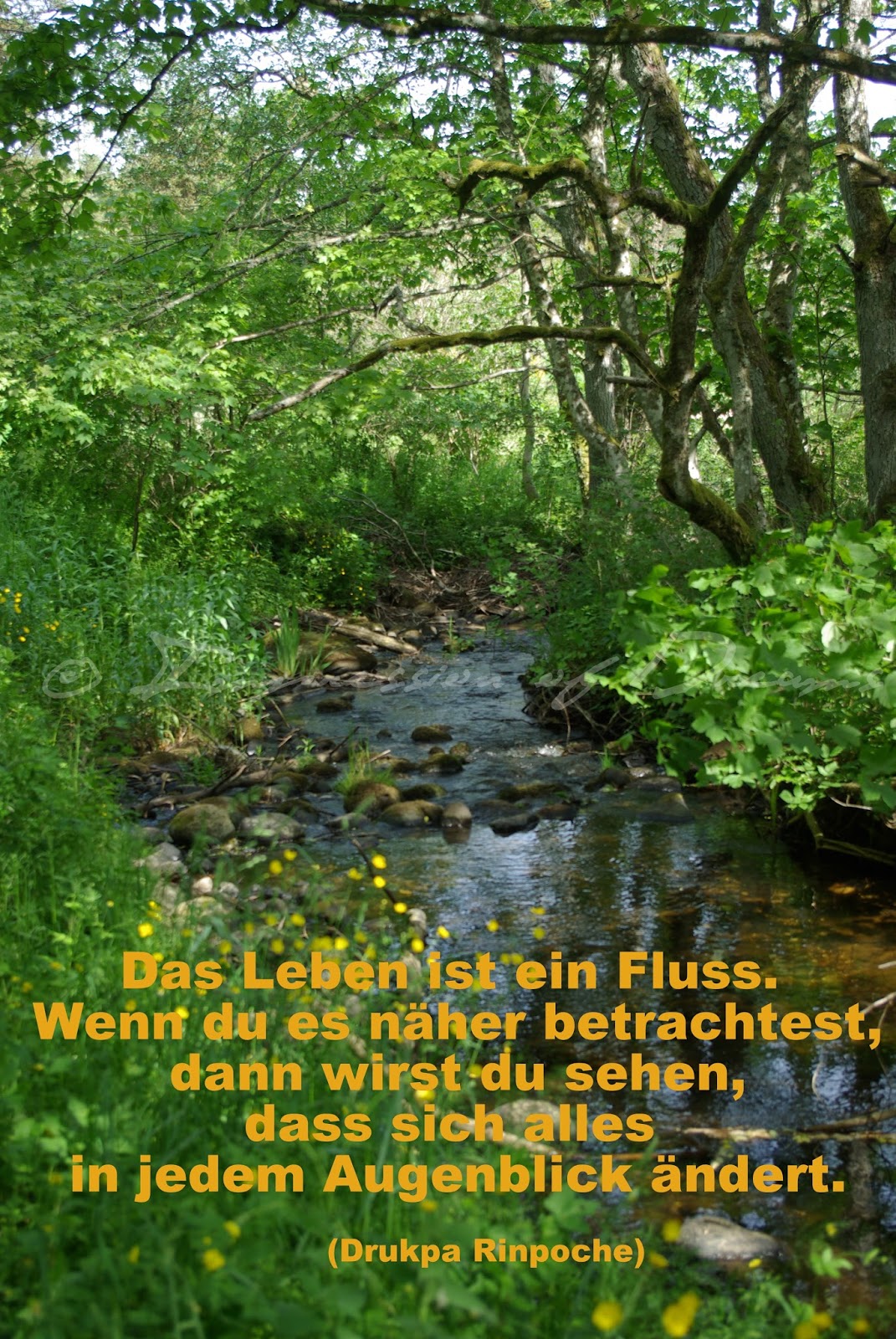 Lucciola Spruch des Tages 23.04.15