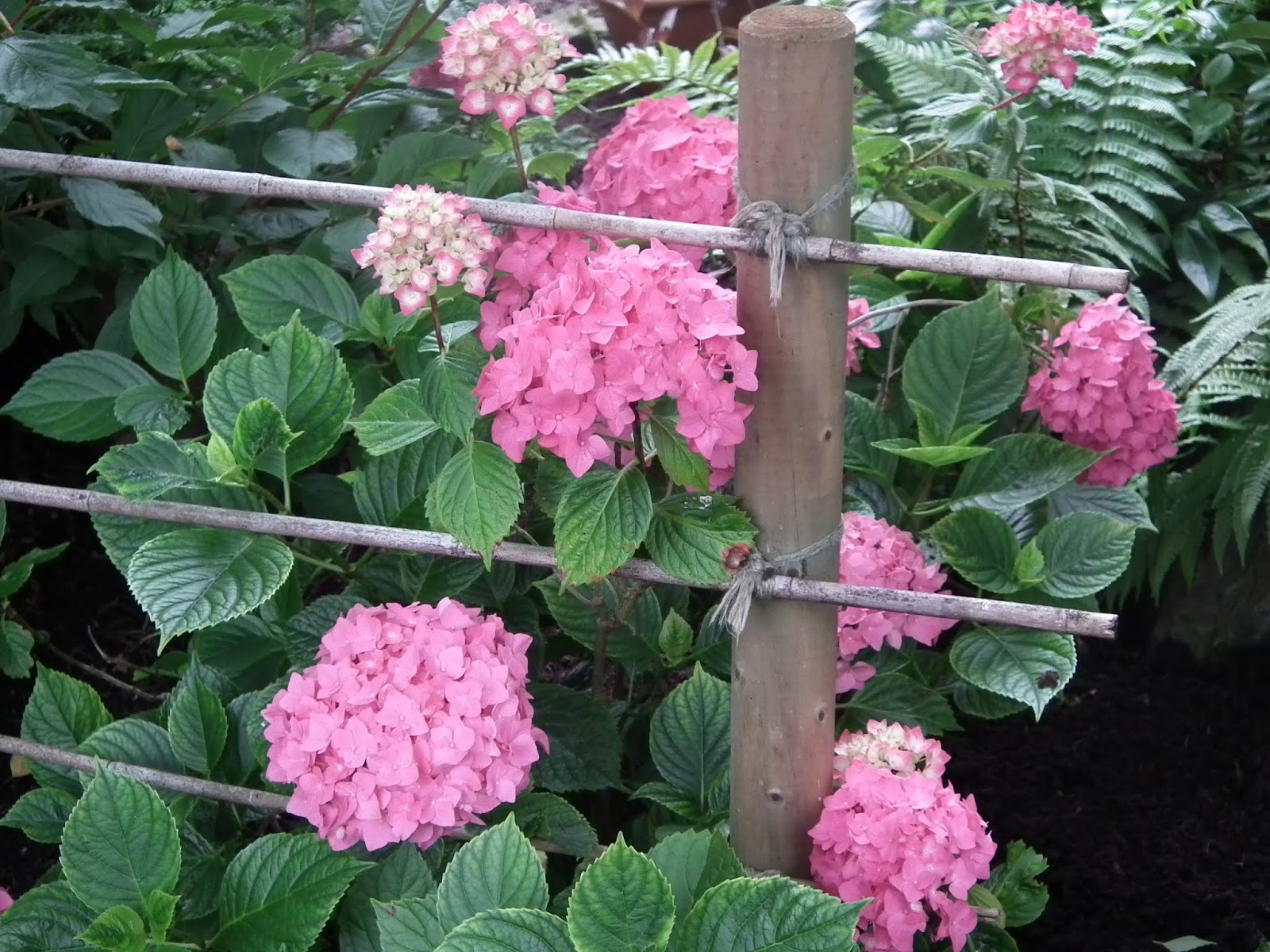 Three Counties Herald Wild Flowers Of Summer