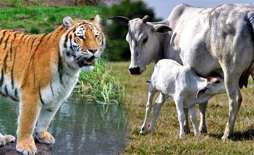 FREEGKSMS(ಸಾಮಾನ್ಯ ಜ್ಞಾನ) : ಹುಲಿ ಬದಲು ಹಸು ರಾಷ್ಟ್ರೀಯ ಪ್ರಾಣಿ..