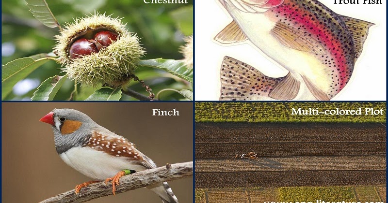 Pied beauty as a religious poem picture