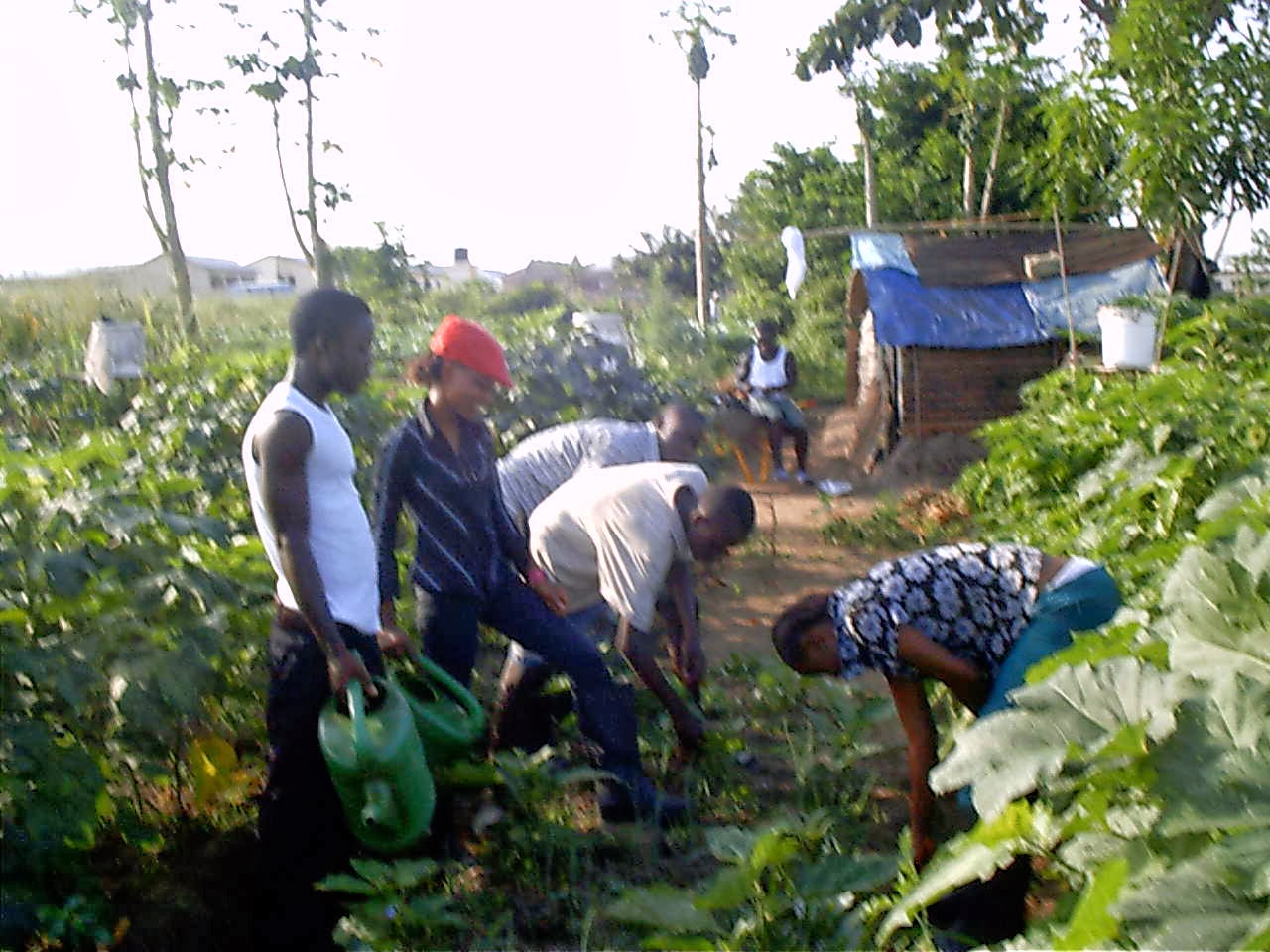 Regenerative Agriculture through Drip Irrigation Systems, ThreeSisters