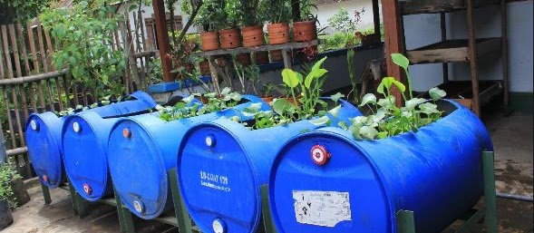 Cara Budidaya Lele dalam Drum Bekas Hemat Biaya Untung Besar