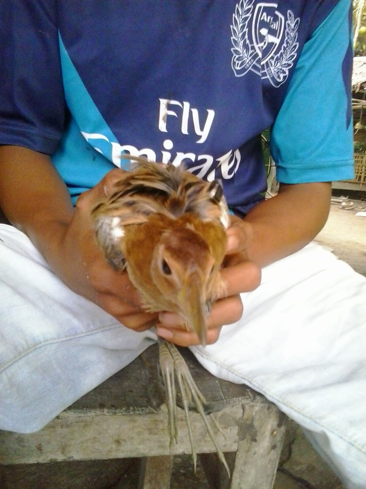 Paling Keren 41 Gambar Burung Ayam Ayaman