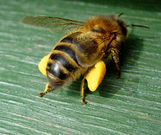 méh pollen és látás