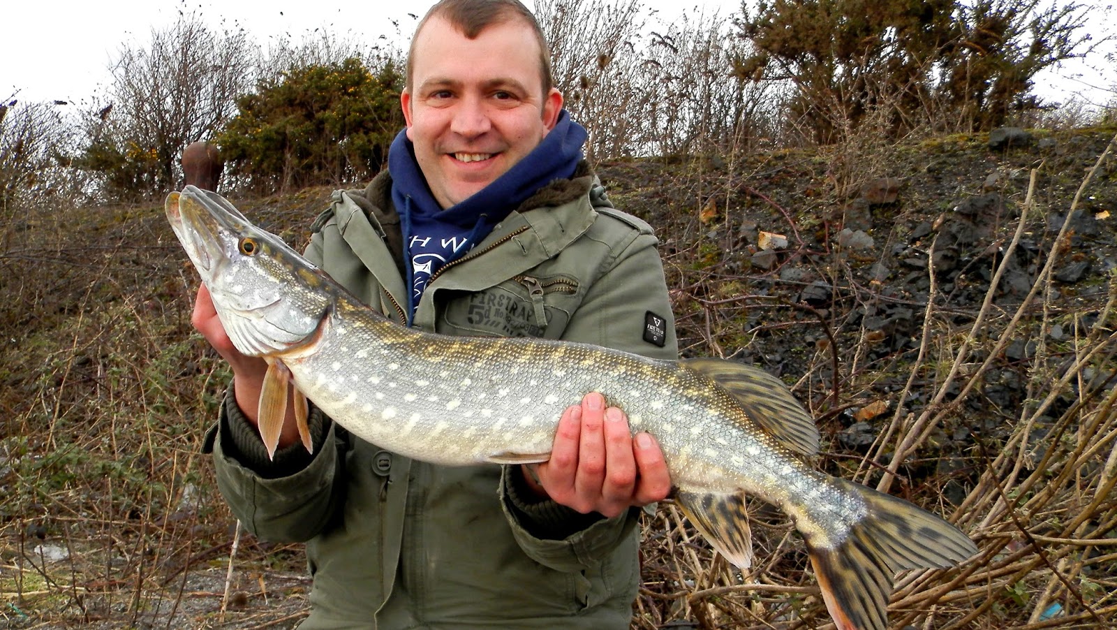 Pike perch: whats worth knowing Pike perch: whats worth knowing