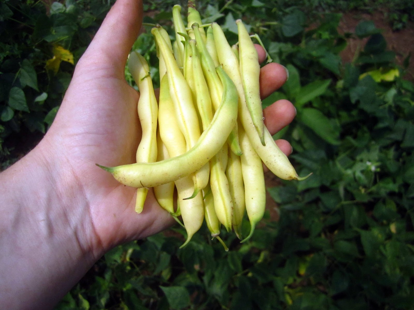 Jennings Brae Bank Farm Field of Beans