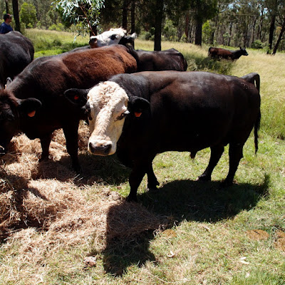 eight acres: why do some cattle have horns?