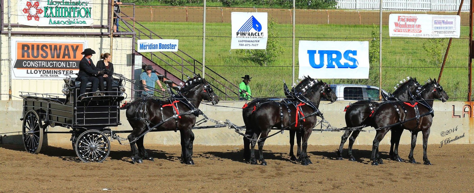 Eaglesfield Percherons Open Freestyle Driving Docking Maneuver for Draft Horses