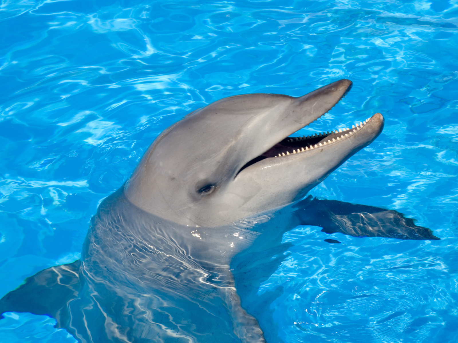 Fotografías De Carismáticos Delfines En El Oceano