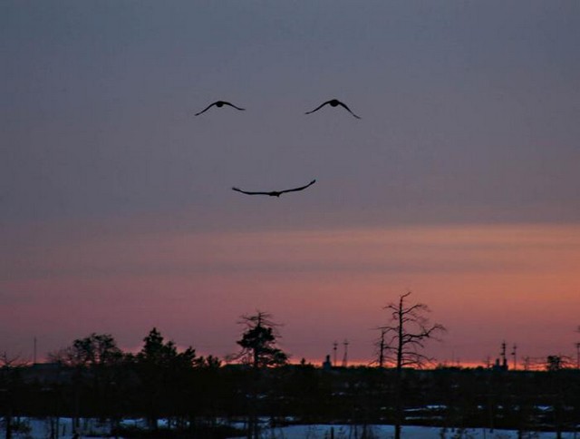Birds smiling