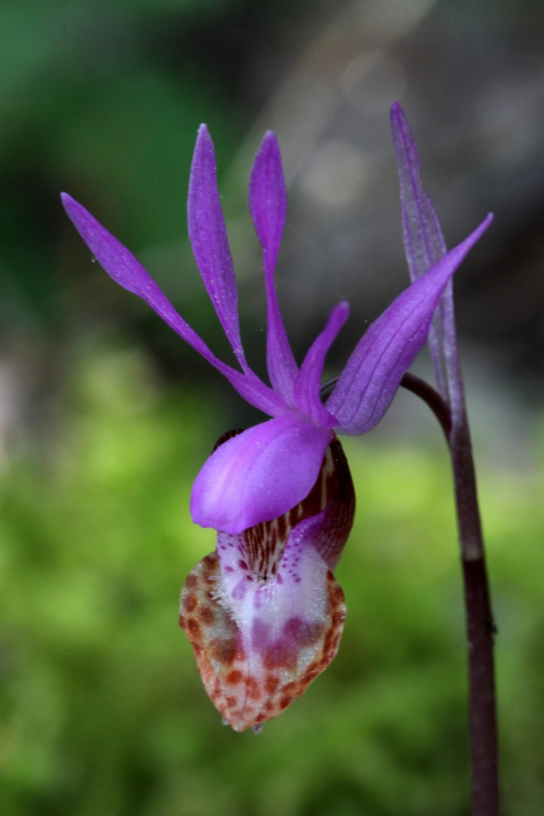Native Orchids of the Pacific Northwest and the Canadian Rockies (and