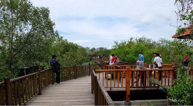hutan mangrove wonorejo