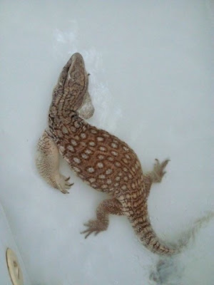 passed away dead bearded dragon eyes passed away dead bearded dragon eyes