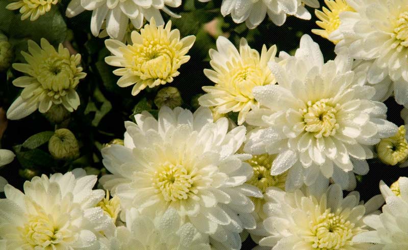 Chrysanthemum