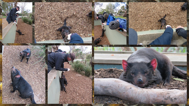Bonorong Wildlife Park - Feeding Wallaby Meat to Betty the Tasmanian Devil on the Bonorong Night Tour