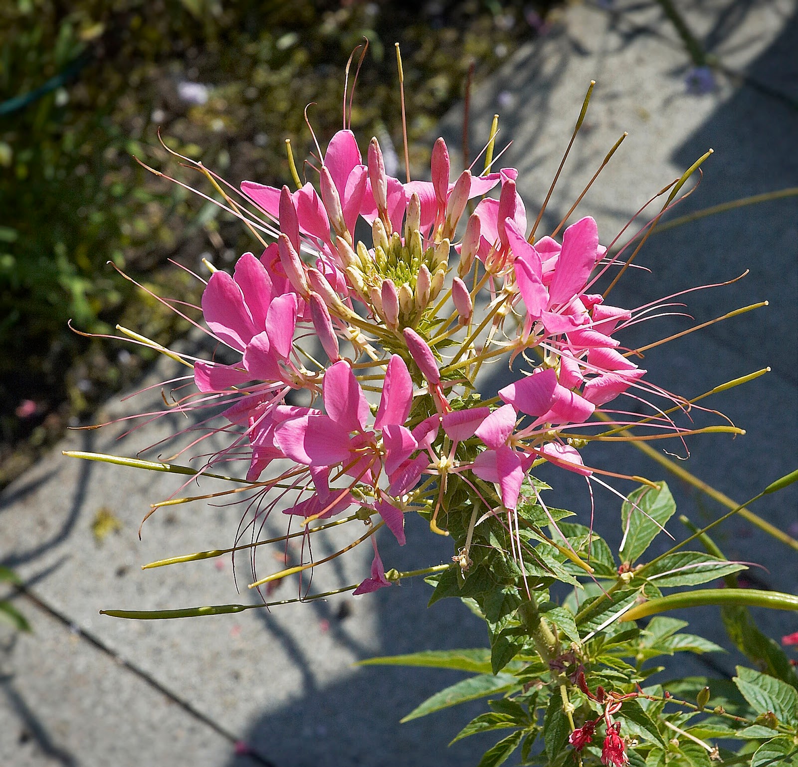 Plant World Cleome hassleriana