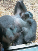 Just that they are on two sides of a glass wall.