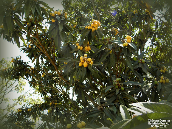 Meu Cantinho Verde: NÊSPERA - ( Eriobotrya japonica )