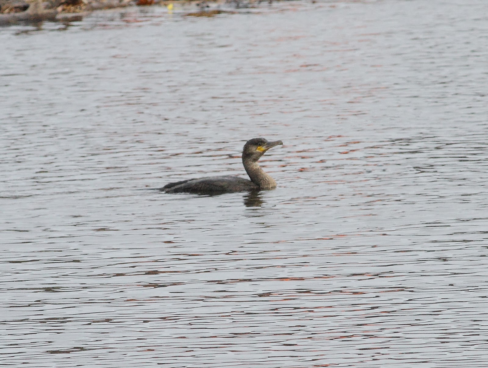 Pioneer Birding MA Great Cormorants, Whiteeyed Vireo, Snowy Owl and
