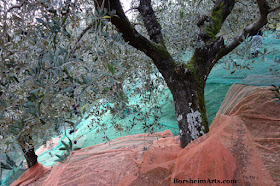 raccolta delle olive Harvest of the Olives Tuscany Setting out Nets