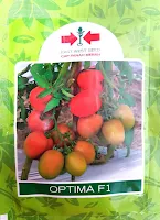 tomat optima, panah merah, tahan virus, f1 optima