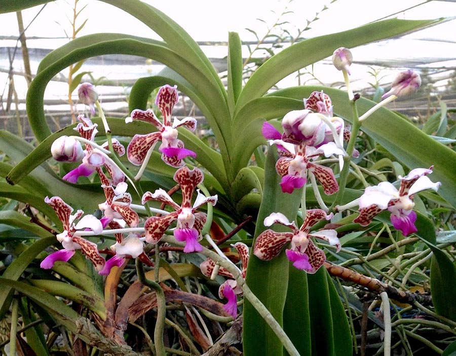 Grow and care Vanda tricolor orchid The Soft Vanda Travaldo's blog