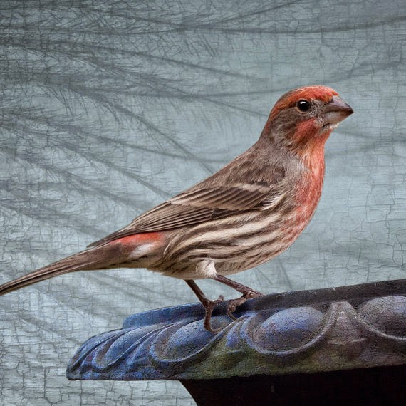 https://www.etsy.com/listing/183171481/coral-pink-house-finch-resting-on-an-urn?ref=shop_home_active_21