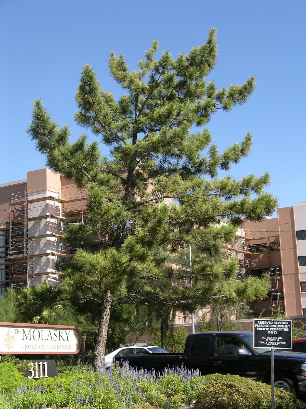 Xtremehorticulture of the Desert My Opinion of Pines for the Hot Desert