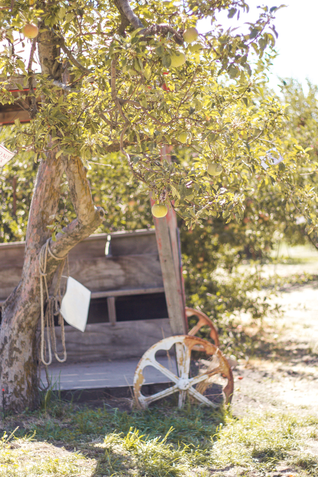 riley's apple farm apple picking riley's apple farm apple picking