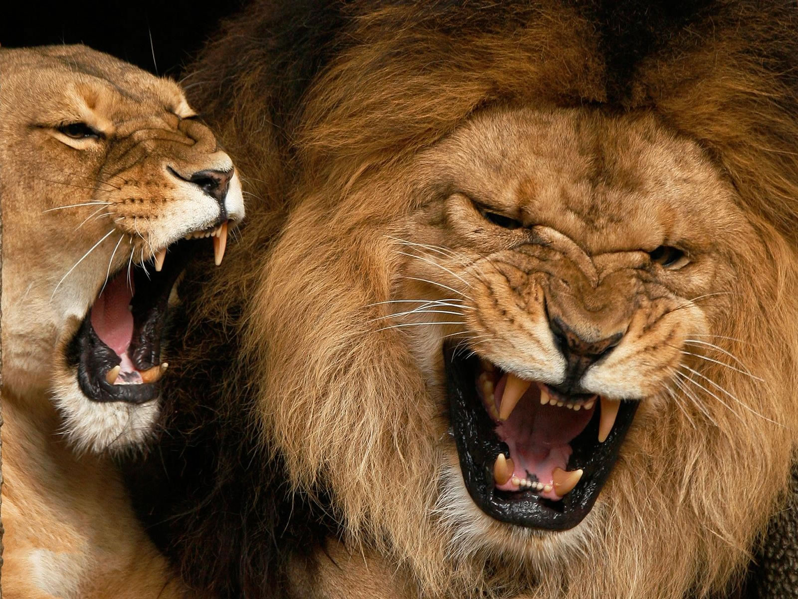 Pictures of Lions Lions Photos Most Awesome My image Pictures of Lions Lions Photos Most Awesome My image