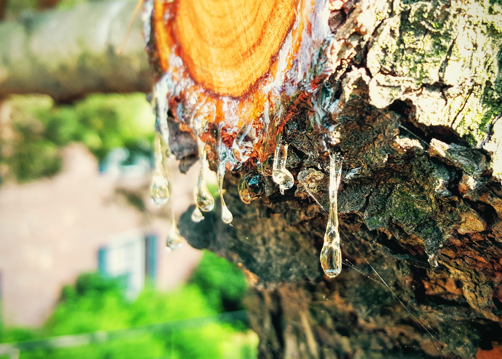 Lom Gom's Outdoor Adventures The Paradisiacal Pine Resin