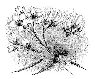 wildflower botanical artwork illustration digital download