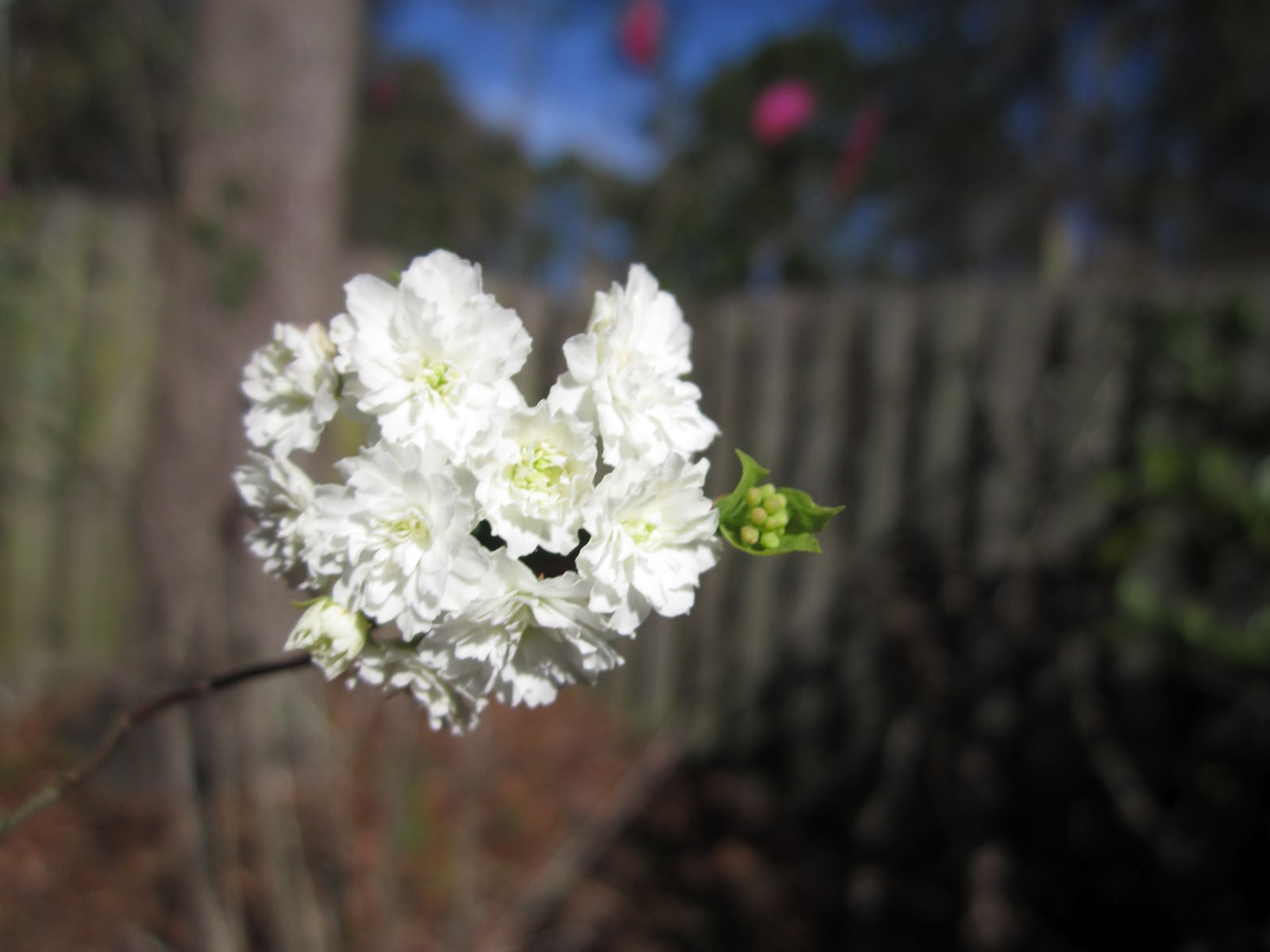 wanderlust The First Flower {notethese pictures were taken along