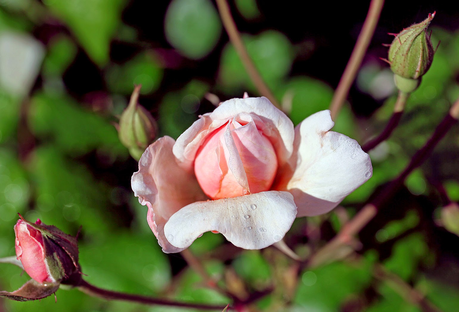 Southern Lagniappe Waiting for the Roses