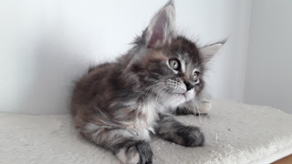 Black tortie silver tabby blodched