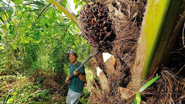 Ironis! Dituduh Mencuri dari Kebunnya Sendiri, Nurdin Divonis 4 Bulan Penjara Ironis! Dituduh Mencuri dari Kebunnya Sendiri, Nurdin Divonis 4 Bulan Penjara