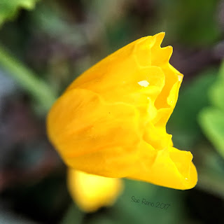 Wood poppy flower_Sue Reno