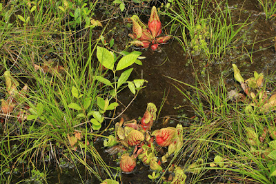 Purple pitcher plant - Sarracenia purpurea grow and care