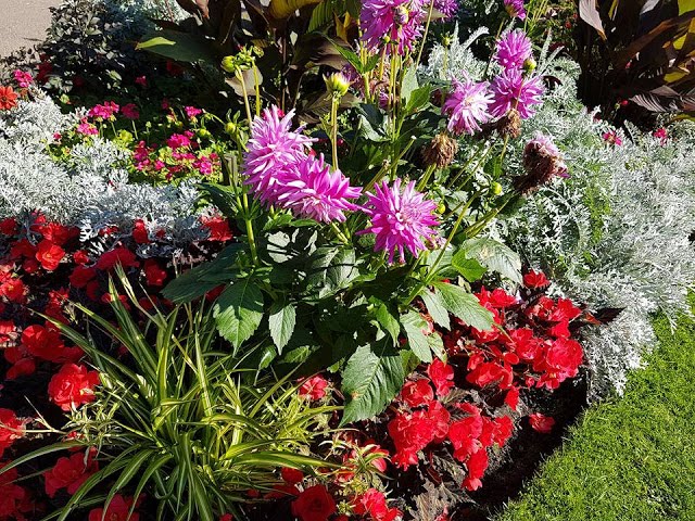 summer flowers a flower bed of red, white and pink flowers
