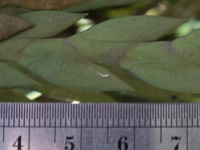 Wild orchids in sumatra: Aporum aloifolium (Blume) Brieger, 1981 f ...